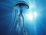 Medusa en un mar azul