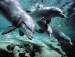 Cuatro delfines nadando juntos