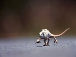 Un camaleón en movimiento