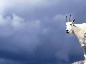 Postal: Cabra blanca o Cabra de las Rocosas (Oreamnos americanus)