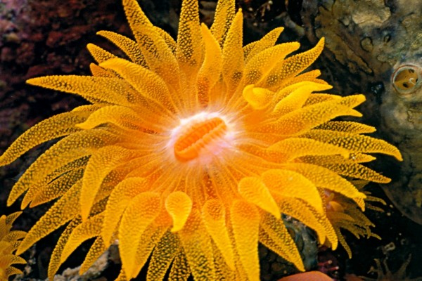 "Cup coral" o "Coral copa" (Balanophyllia), un género de coral