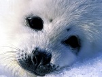 Cría de foca blanca
