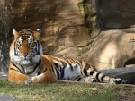Tigre en un zoo