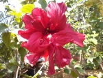 Flor de pétalos rosas