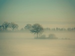 Árboles entre la niebla