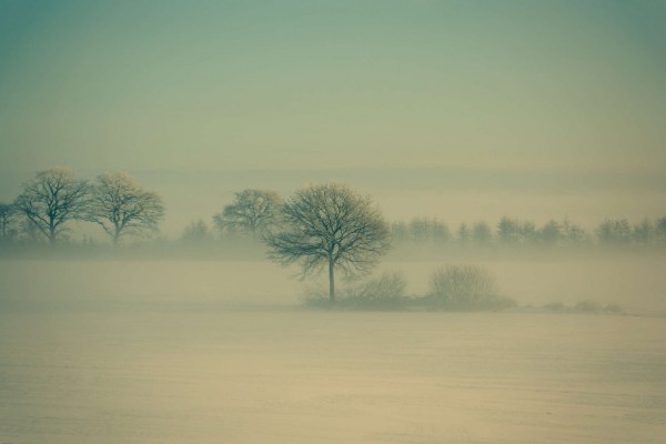 Árboles entre la niebla