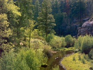 Postal: Riachuelo atravesando un bosque en Arizona (EEUU)