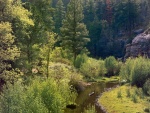 Riachuelo atravesando un bosque en Arizona (EEUU)