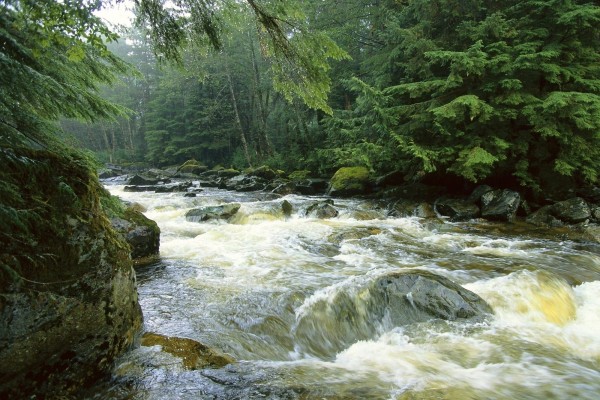 Río salmonero en la isla Princesa Real (Columbia Británica, Canadá)