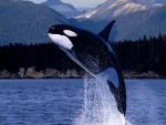 Espectacular salto de una orca