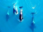 Manada de orcas vista desde arriba