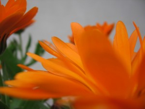 Postal: Flor naranja