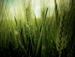 Cosecha de trigo verde