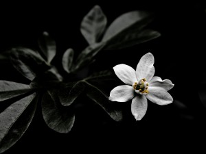Una flor blanca en la oscuridad