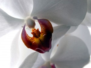 Postal: Orquídea blanca