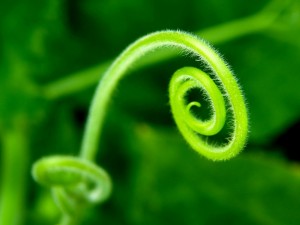 Postal: Planta espiral verde