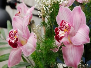 Postal: Orquídeas rosas