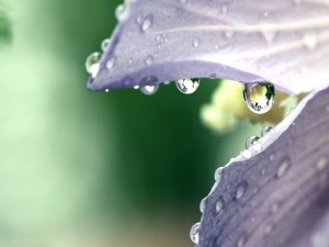 Gotas de agua en los pétalos de una flor