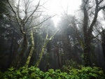 Árboles buscando la luz, en un bosque entre Sintra y Cascais, Portugal
