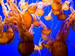 Banco de medusas doradas