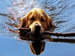Perro en el agua llevando un palo