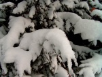 Nieve en las ramas de un pino
