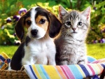 Perrito y gatito en una cesta