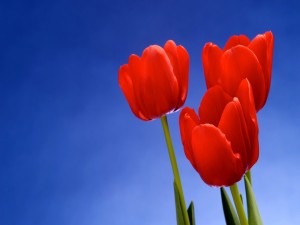 Tres tulipanes rojos