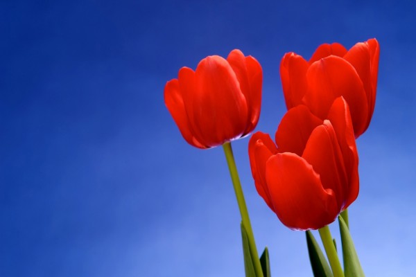 Tres tulipanes rojos
