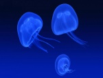 Medusas de color azul fluorescente