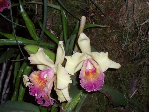 Postal: Orquídeas blancas y rosas (Orchidaceae)