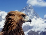 Águila en la montaña