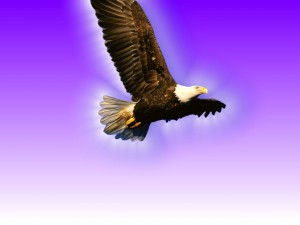 Águila volando bajo un fondo púrpura