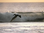 Pelícano pardo volando sobre el mar