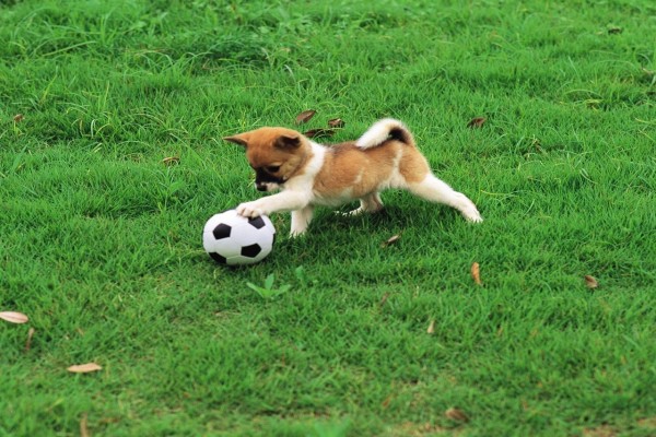 Perrito jugando al fútbol