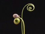 Caracol en una curiosa planta espiral
