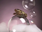 Una rana sobre una burbuja de jabón