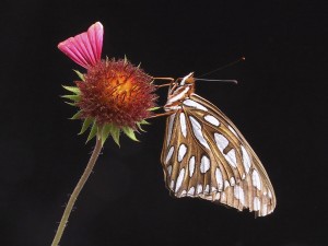 Postal: Una mariposa dorada, con manchas blancas, sobre una flor