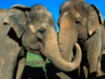 Pareja de elefantes asiáticos