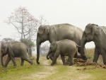 Elefantes asiáticos en libertad