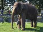 Familia de elefantes asiáticos en un zoológico