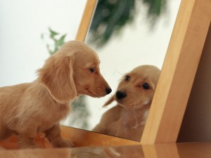 Postal: Cachorro Dachshund mirándose al espejo