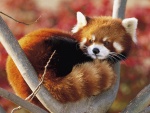 Panda rojo subido a una rama