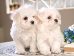 Dos perritos blancos de raza maltés