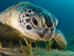 Un primer plano de una tortuga marina