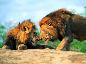 Postal: Dos leones cara a cara