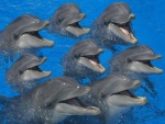 Grupo de delfines en el agua