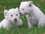 Cachorros de león blanco