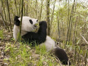 Postal: Un gran oso panda comiendo bambú