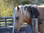 Amistad entre un caballo y un gato